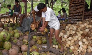 Automotive Parts Might Be Built From Coconuts